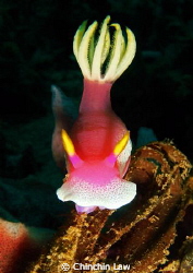giant hypselodoris, lembeh straits by Chinchin Law 